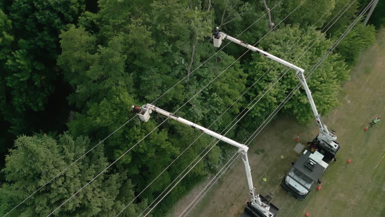 Best Tree Trimming and Pruning  in Oak Ridge, FL